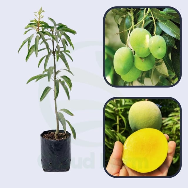 Extrema Mango Healthy Grafted Fruit Plant