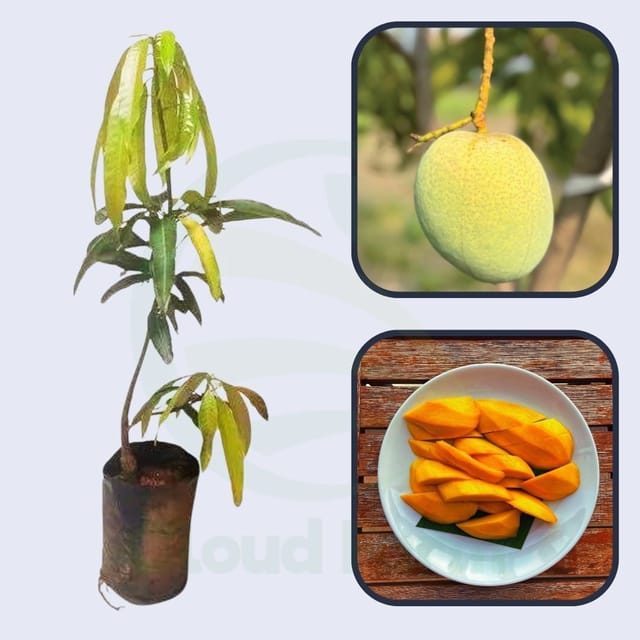 Fascell Mango Healthy Grafted Fruit Plant Fascell Mango Healthy Grafted Fruit Plant
