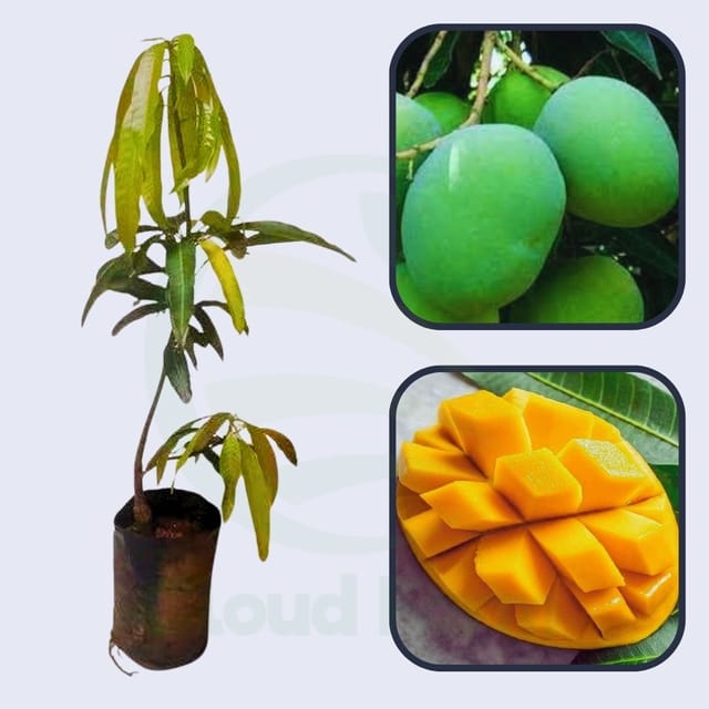 Fernandin Mango Healthy Grafted Fruit Plant Fernandin Mango Healthy Grafted Fruit Plant