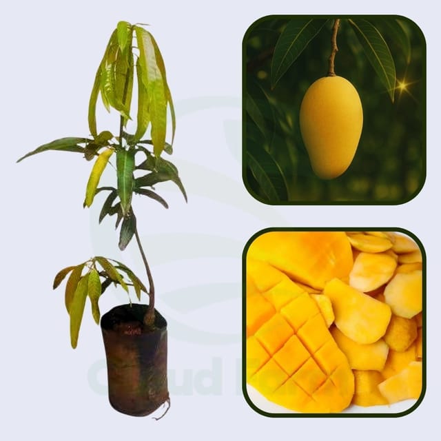 Florigon Mango Healthy grafted fruit plant Florigon Mango Healthy grafted fruit plant