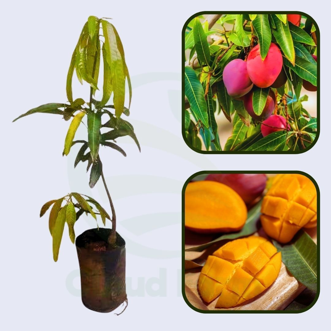 Ford Mango Healthy Grafted Fruit Plant