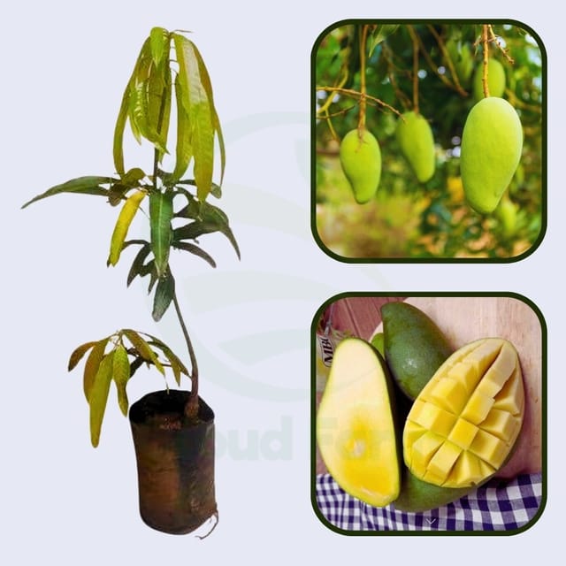 Fralan Mango Healthy Grafted fruit plant Fralan Mango Healthy Grafted fruit plant