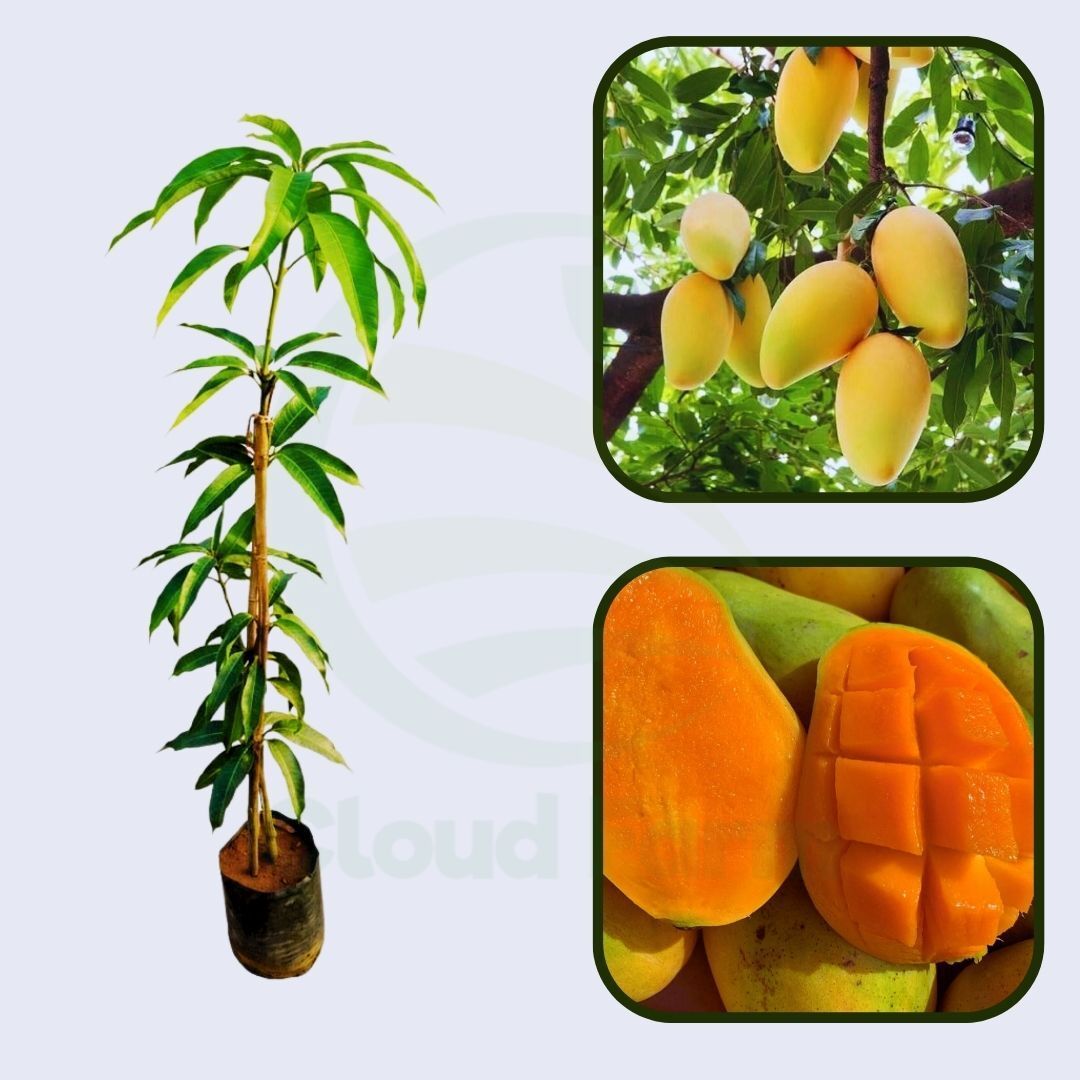Francis Mango Healthy Grafted Fruit Plant