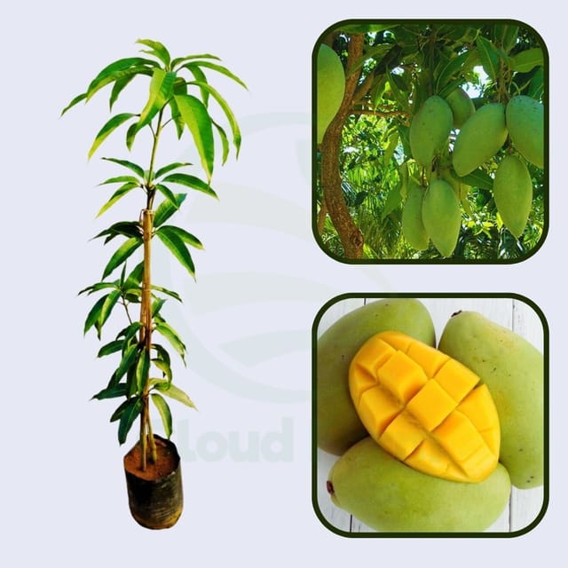Gaew Mango Healthy Grafted Fruit Plant Gaew Mango Healthy Grafted Fruit Plant