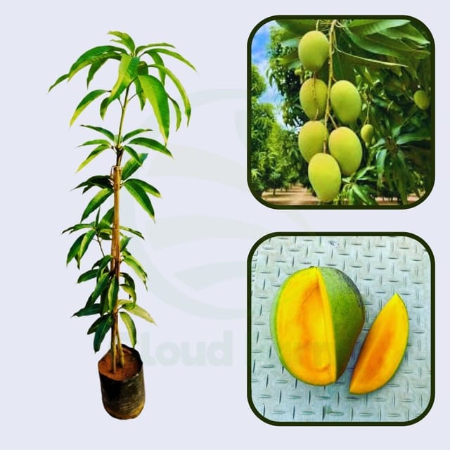 Gary Mango Healthy Grafted Fruit Plant Gary Mango Healthy Grafted Fruit Plant