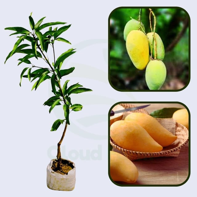 Golek Mango Healthy Grafted Fruit Plant