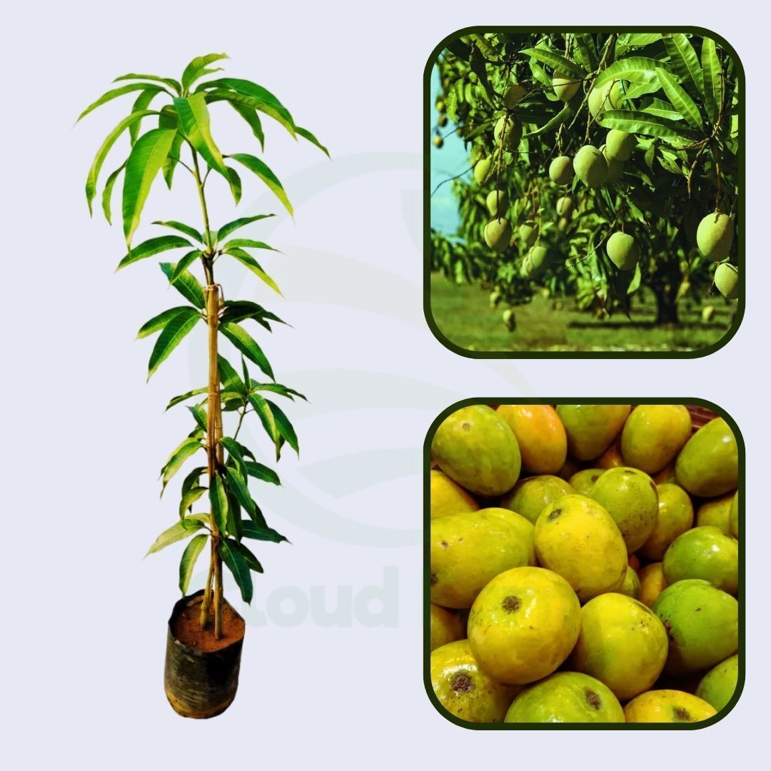 Goa Mankurad Mango Healthy Grafted Fruit Plant