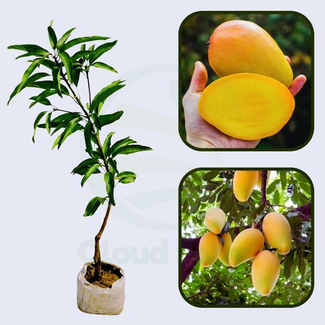 Golden Lippens Mango Healthy Grafted Fruit Plant