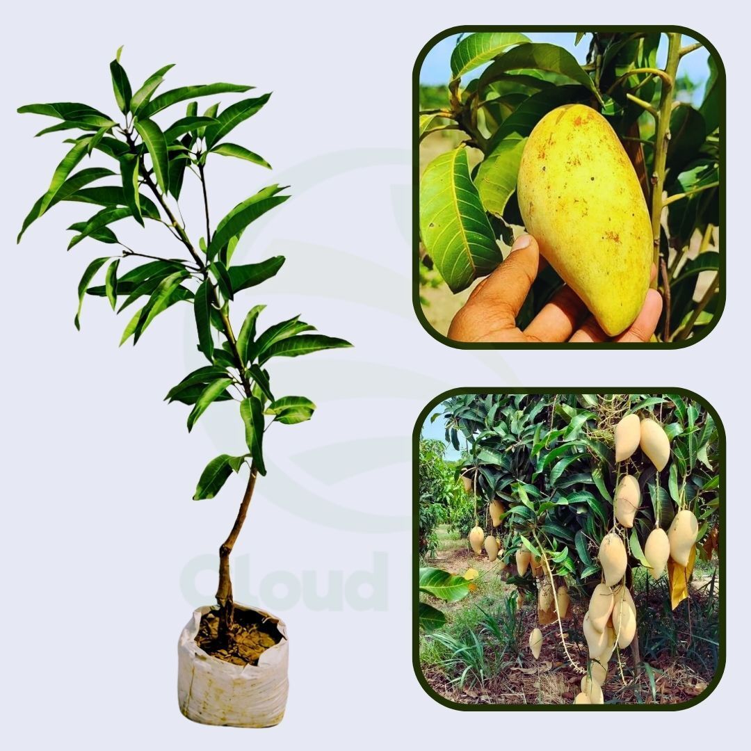 Golden Smoothie Mango Healthy Grafted Fruit Plant