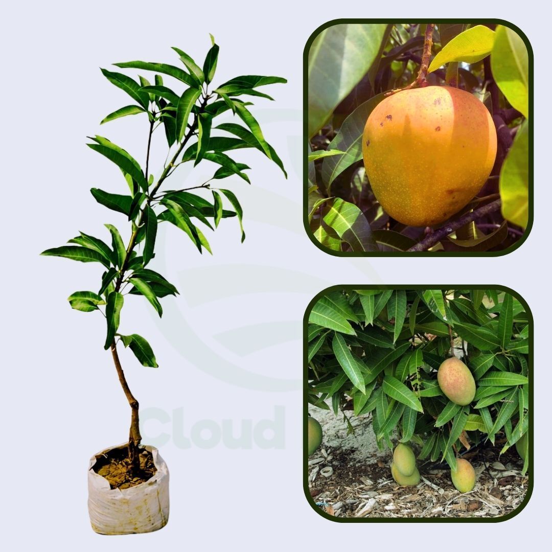 Graham Mango Healthy Grafted Fruit Plant