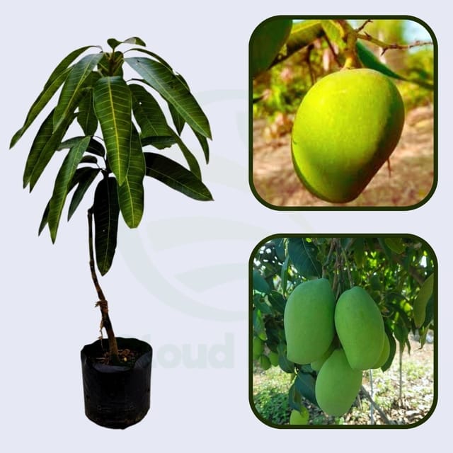 Green Willard Mango Grafted Healthy Fruit Plant Green Willard Mango Grafted Healthy Fruit Plant