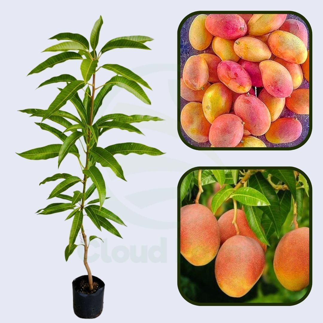 Gulab Khas Mango Healthy Grafted Fruit Plant