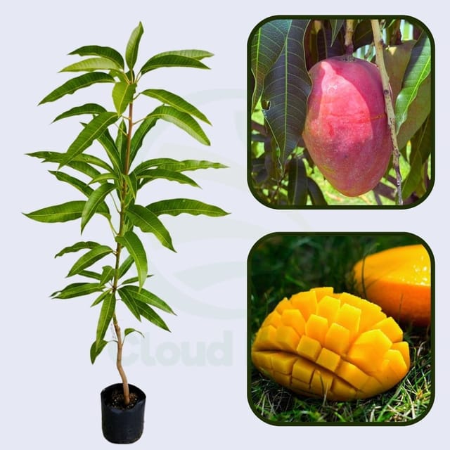 Gulabi Mango Healthy Grafted Fruit Plant
