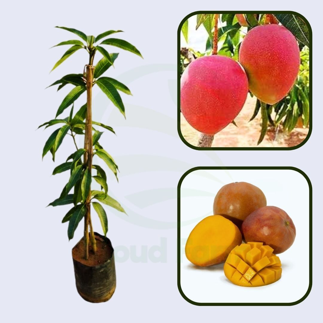 Hatcher Mango Healthy Grafted Fruit plant