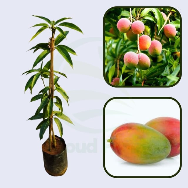 Heidi Mango Healthy Grafted Fruit Plant Heidi Mango Healthy Grafted Fruit Plant