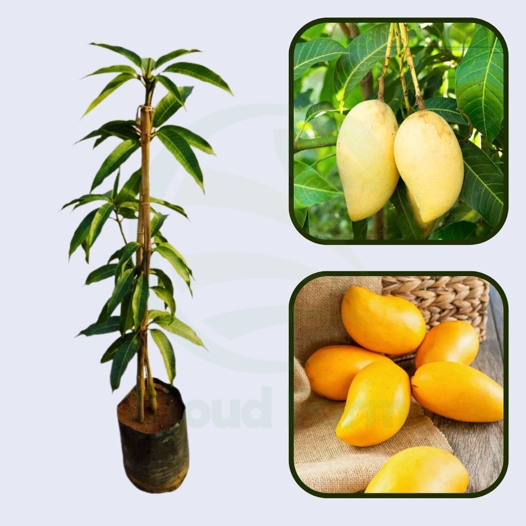 Honey Gold Mango Healthy Grafted Fruit Plant