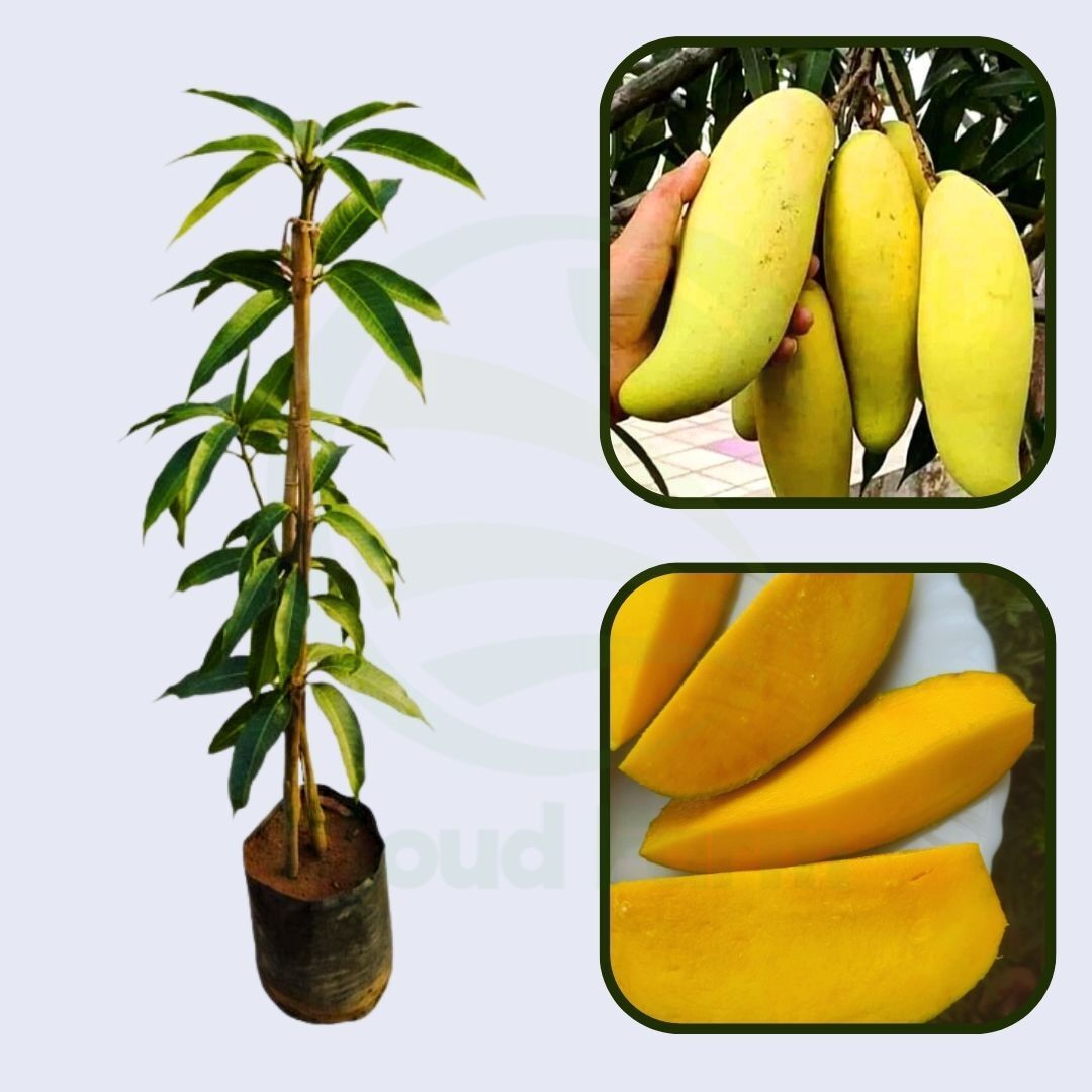 Hong Sa Mango Healthy Grafted Fruit Plant