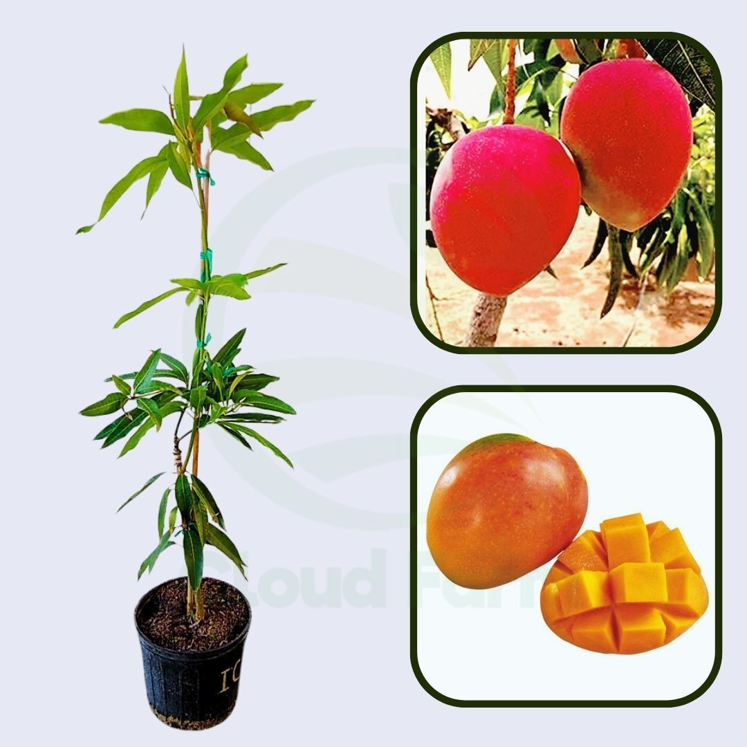 Isis Mango Healthy Grafted Fruit Plant