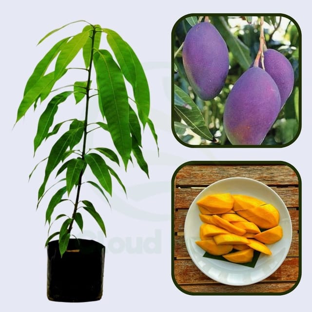 Jacqueline Mango Grafted Healthy Fruit Plant