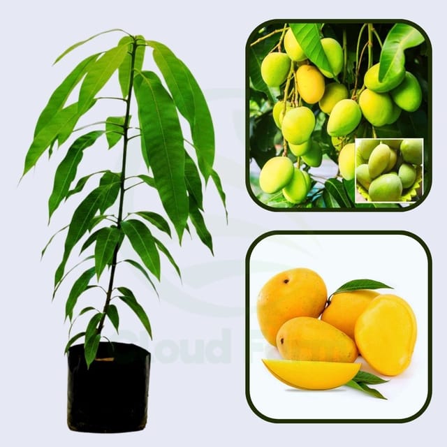 Jardalu (Zardalu) Mango Healthy Grafted Fruit Plant