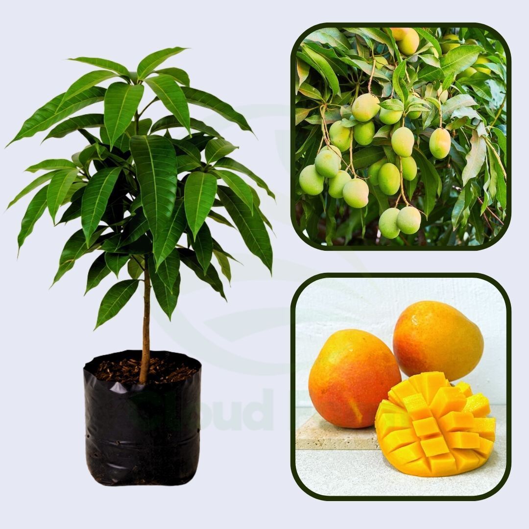 Jean Ellen Mango Grafted Healthy Fruit Plant