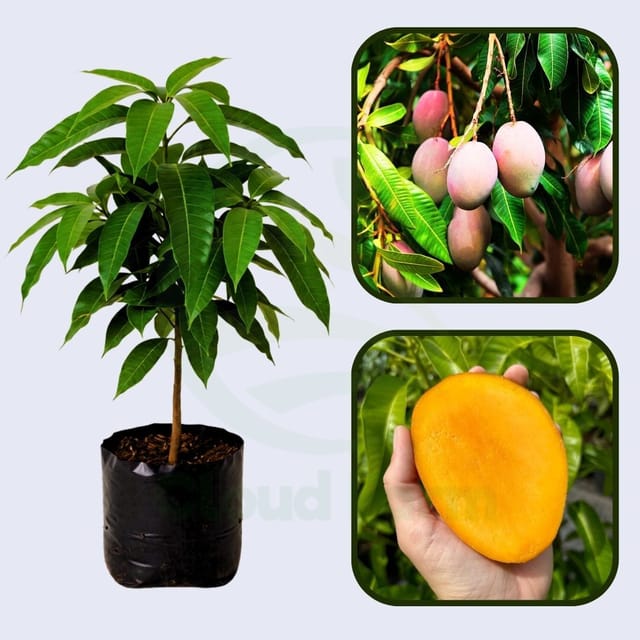 Jubilee Mango Healthy Grafted Fruit Plant