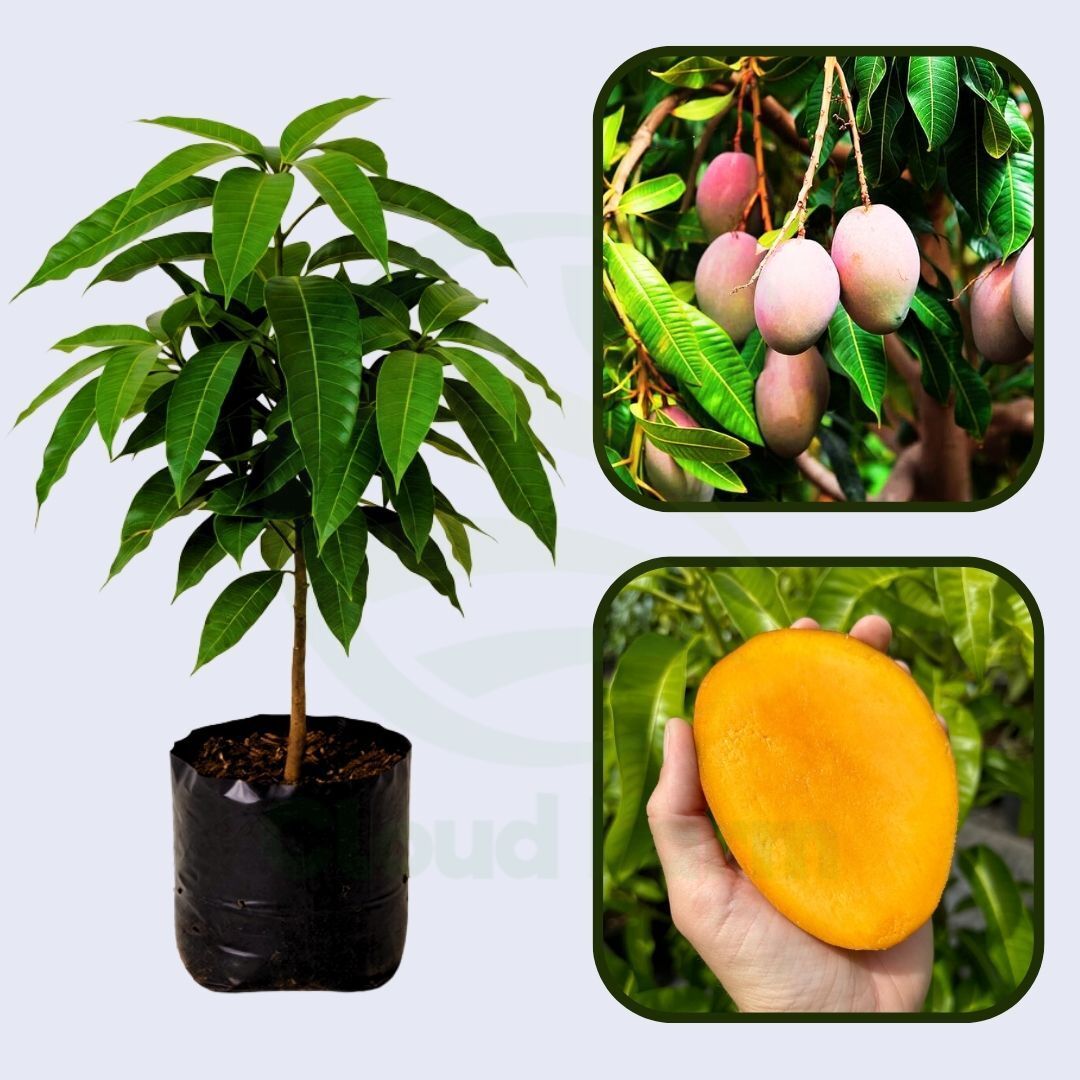 Jubilee Mango Healthy Grafted Fruit Plant