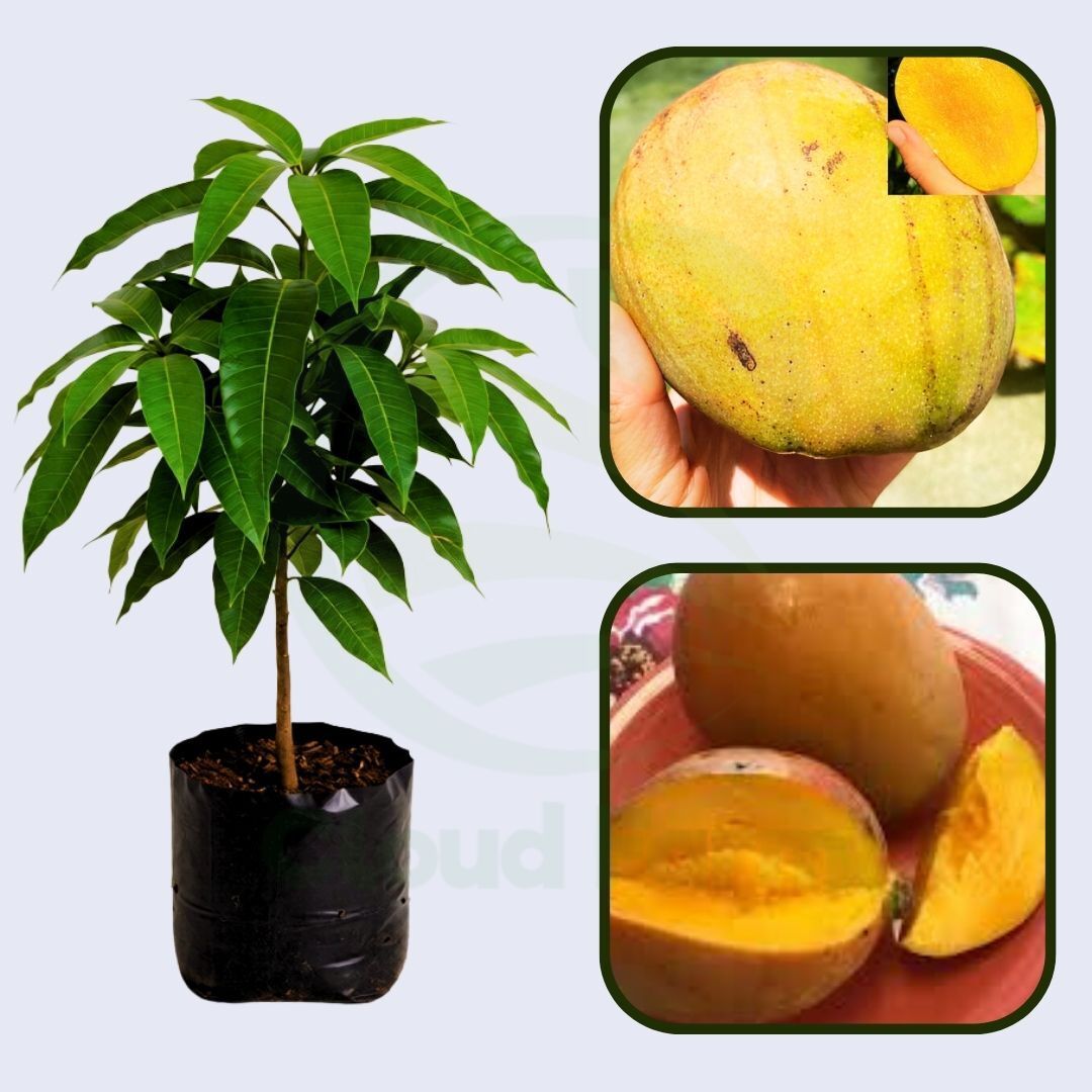 Juliet Mango Healthy Grafted Fruit Plant