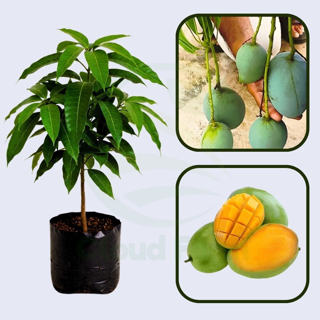 Kalepad Mango Healthy Grafted Fruit plant