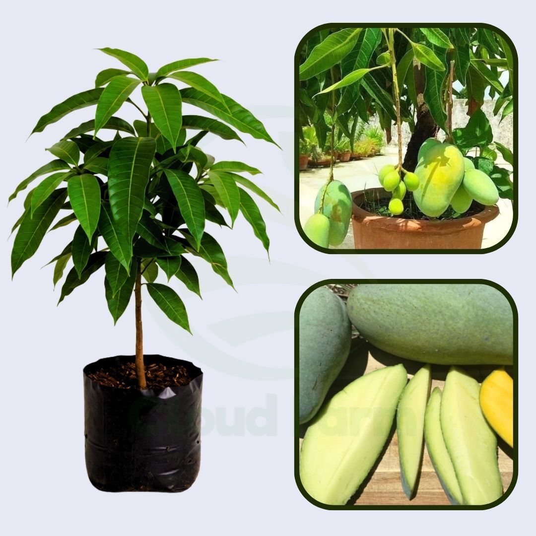 Khieo Sawoei Mango Healthy Grafted Fruit Plant