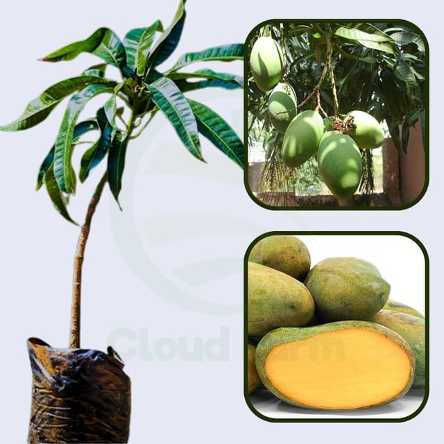 Kohu Amba Mango Healthy Grafted Fruit plant