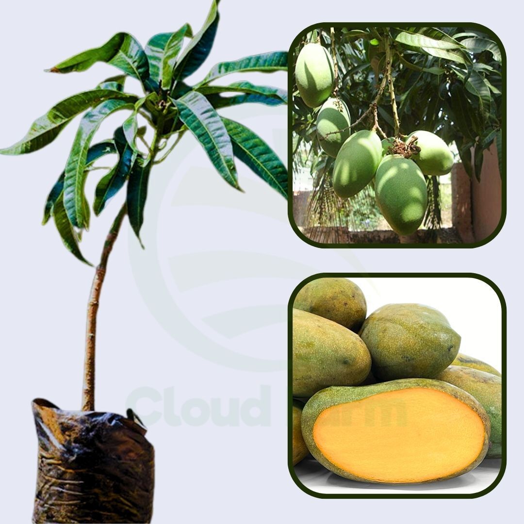 Kohu Amba Mango Healthy Grafted Fruit plant