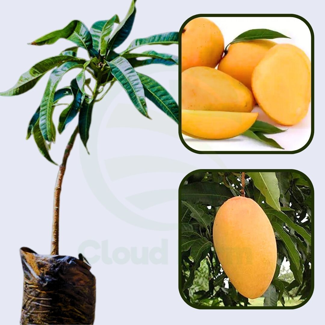 Konkan Ruchi Mango Healthy Grafted Fruit plant