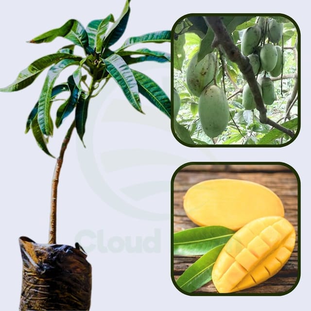 Kulo Mango Healthy Grafted Fruit plant Kulo Mango Healthy Grafted Fruit plant