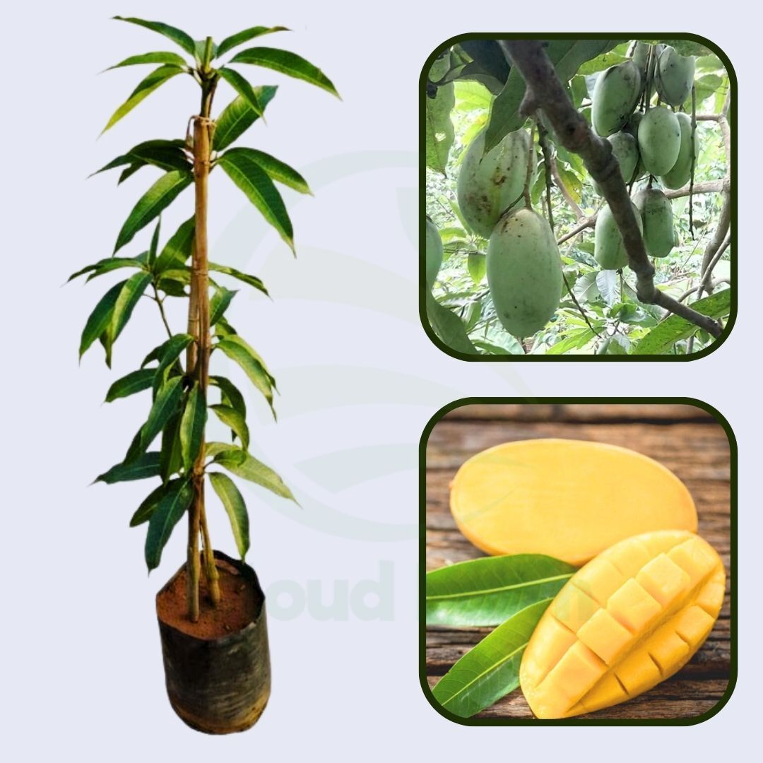 Lakshmanbhog Mango Healthy Grafted fruit plant