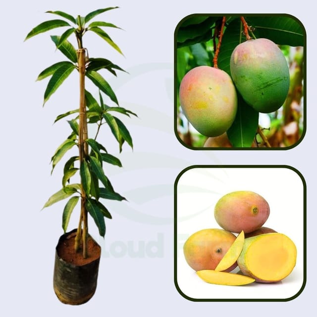 Lalbaug Mango Healthy grafted fruit Plant Lalbaug Mango Healthy grafted fruit Plant