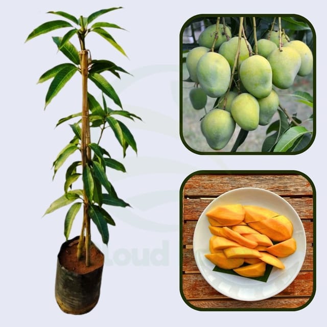 Langra Mango Healthy Grafted Fruit Plant