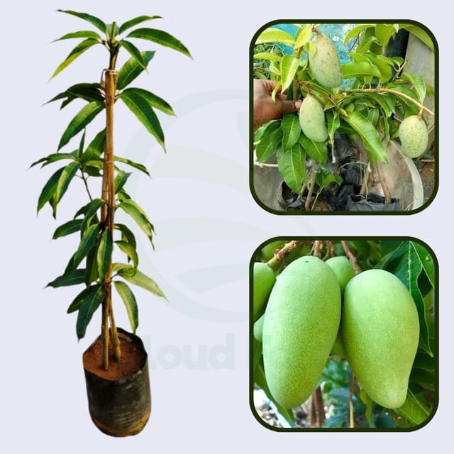 Lanta Mango Healthy Grafted Fruit Plant Lanta Mango Healthy Grafted Fruit Plant
