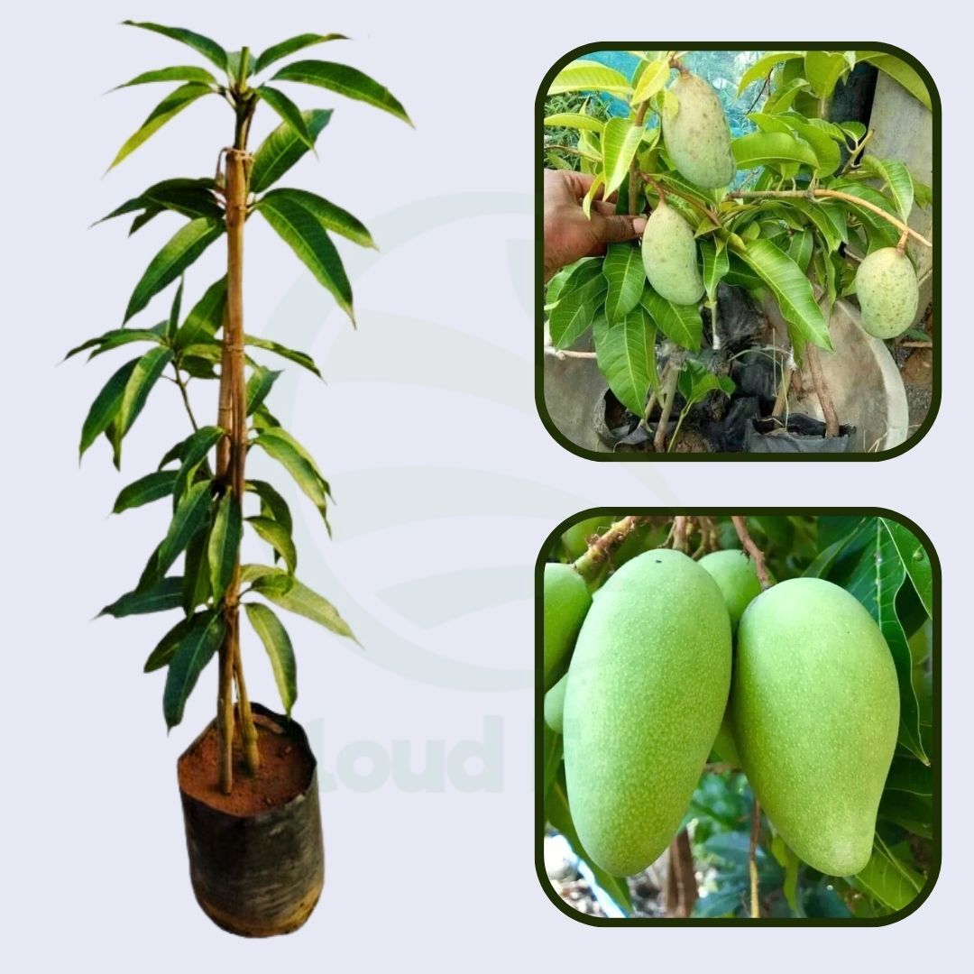 Lanta Mango Healthy Grafted Fruit Plant