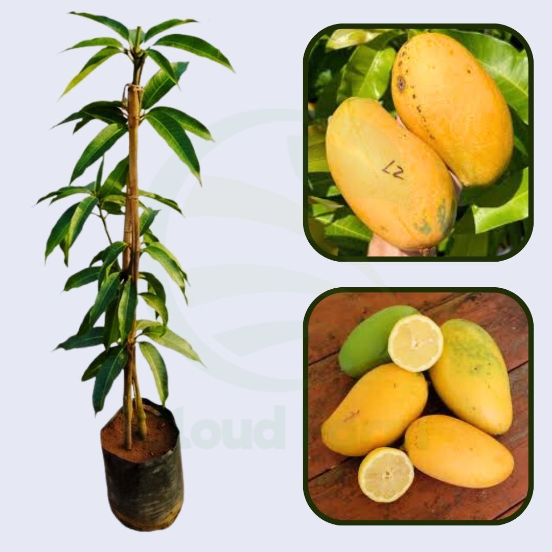 Lemon Zest Mango Healthy Grafted Fruit Plant
