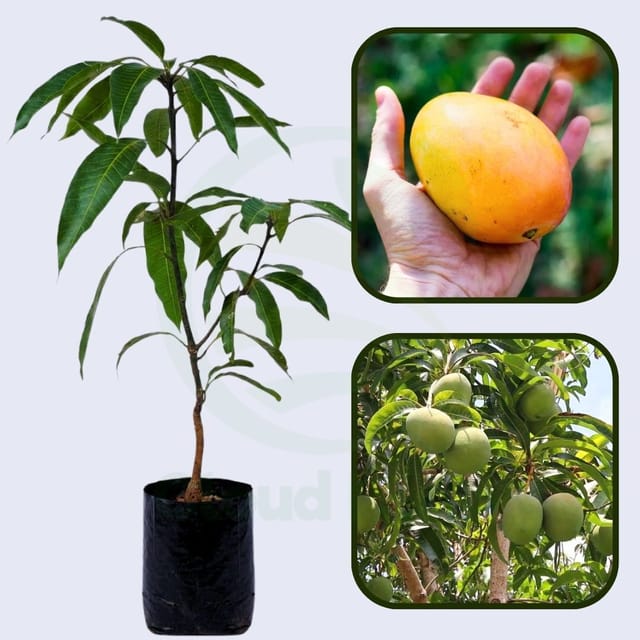 Lippens Mango Healthy Grafted Fruit plant