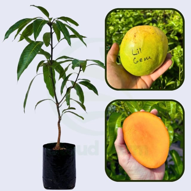 Little Gem Mango Healthy grafted fruit plant