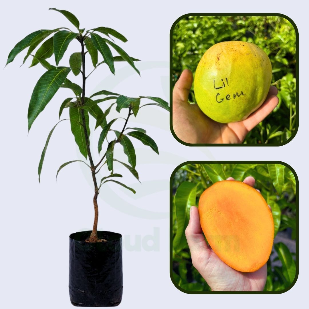 Little Gem Mango Healthy grafted fruit plant