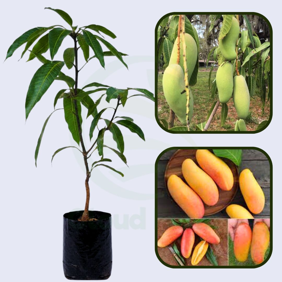Maha Chinook Mango Healthy Grafted Fruit Plant