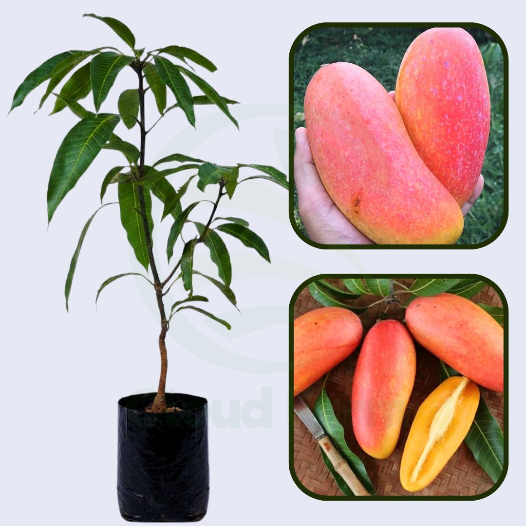 Mahachanok Mango Healthy Grafted Fruit Plant