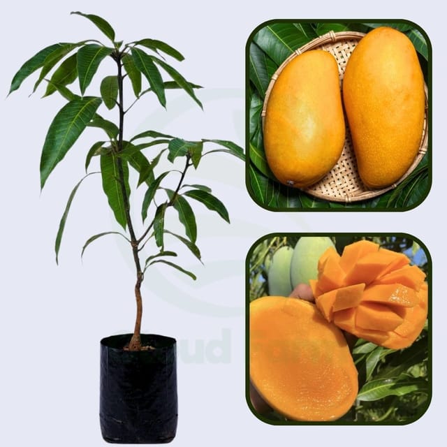 Mallika Mango Healthy Grafted Fruit Plant Mallika Mango Healthy Grafted Fruit Plant