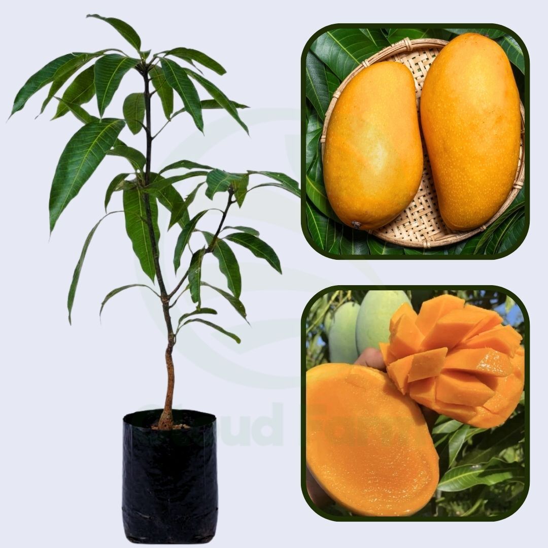 Mallika Mango Healthy Grafted Fruit Plant