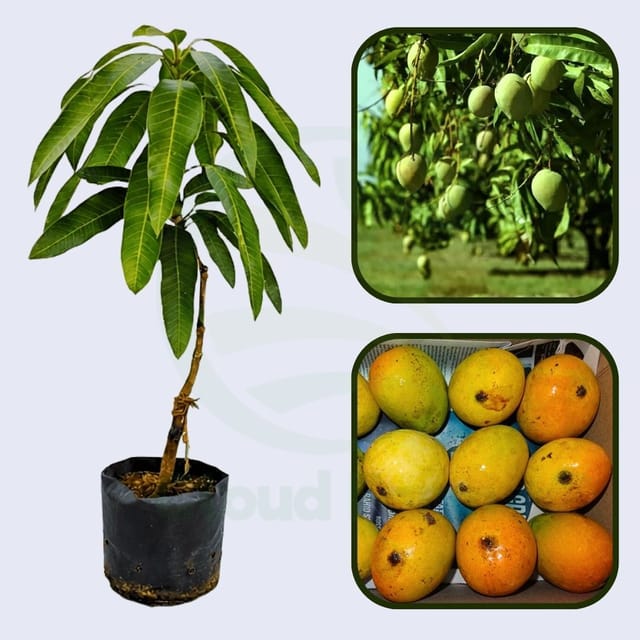 Mankurad Mango Healthy Grafted Fruit Plant Mankurad Mango Healthy Grafted Fruit Plant