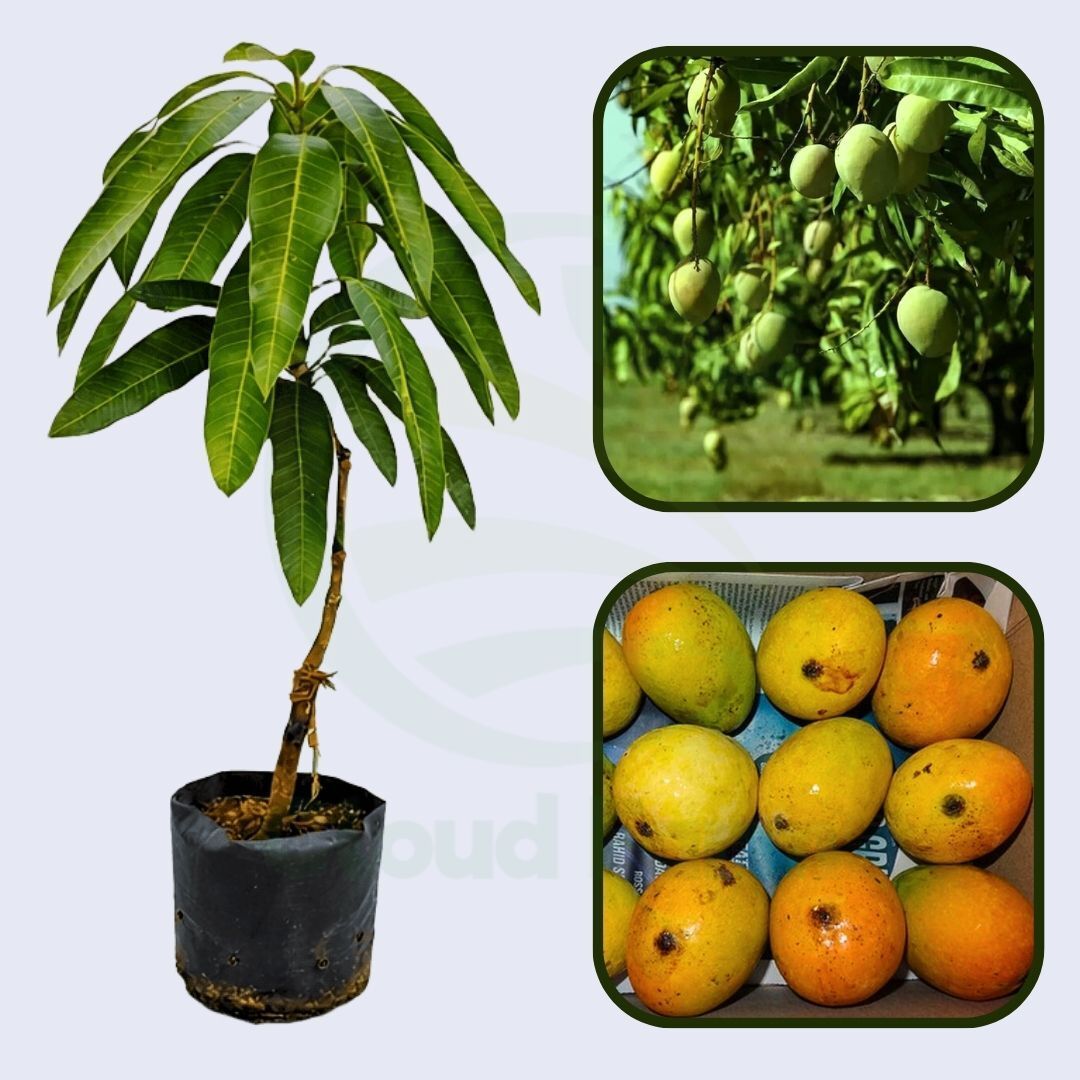 Mankurad Mango Healthy Grafted Fruit Plant