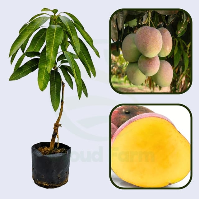Manzanillo Mango Healthy grafted fruit plant Manzanillo Mango Healthy grafted fruit plant